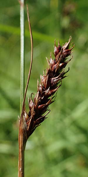 Carex binervis \ Zweinervige Segge / Green-Ribbed Sedge, D Hunsrück, Börfink 18.7.2022