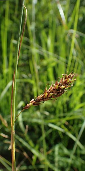 Carex binervis \ Zweinervige Segge / Green-Ribbed Sedge, D Hunsrück, Börfink 18.7.2022