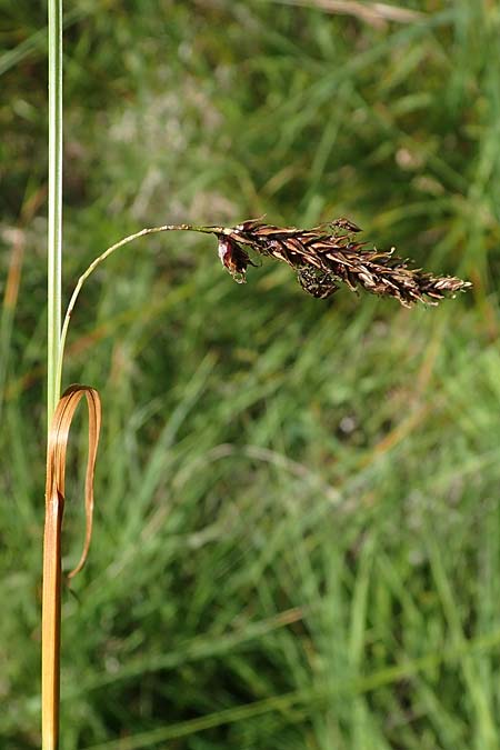 Carex binervis \ Zweinervige Segge / Green-Ribbed Sedge, D Hunsrück, Börfink 18.7.2022