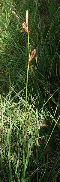 Carex binervis \ Zweinervige Segge / Green-Ribbed Sedge, D Hunsrück, Börfink 18.7.2022