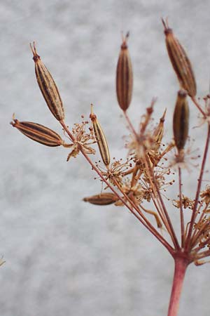 Chaerophyllum byzantinum \ Byzantiner K�lberkropf / Byzantine Chervil, D Duisburg 21.8.2022