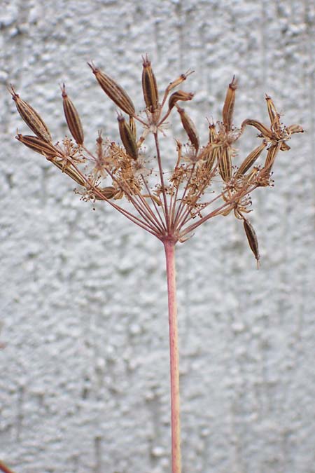 Chaerophyllum byzantinum \ Byzantiner K�lberkropf / Byzantine Chervil, D Duisburg 21.8.2022