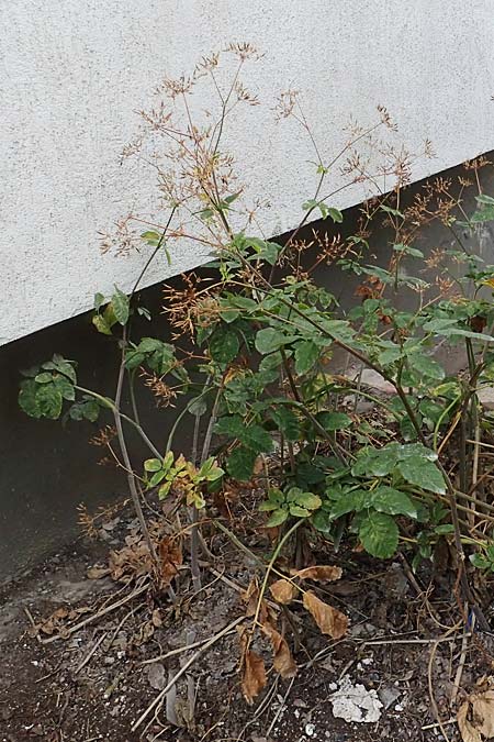 Chaerophyllum byzantinum \ Byzantiner K�lberkropf / Byzantine Chervil, D Duisburg 21.8.2022