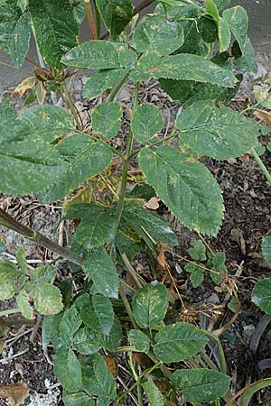 Chaerophyllum byzantinum \ Byzantiner K�lberkropf / Byzantine Chervil, D Duisburg 21.8.2022