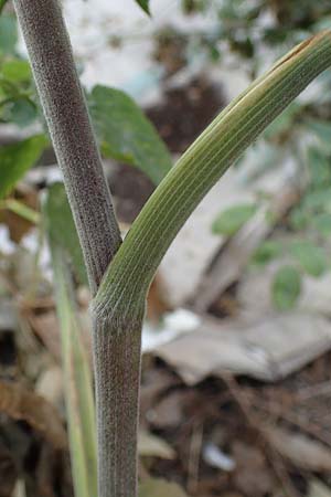 Chaerophyllum byzantinum \ Byzantiner K�lberkropf / Byzantine Chervil, D Duisburg 21.8.2022