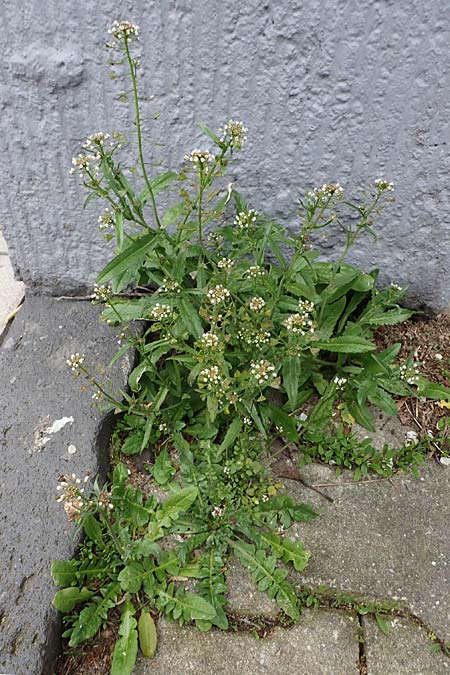 Capsella bursa-pastoris \ Hirtentschel / Shepherd's Purse, D Bochum 16.4.2023