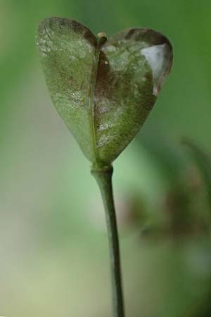 Capsella bursa-pastoris \ Hirtentschel / Shepherd's Purse, D Bochum 16.4.2023