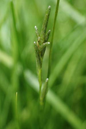 Carex brizoides \ Zittergras-Segge / Quaking Grass Sedge, D Mudau 23.4.2023