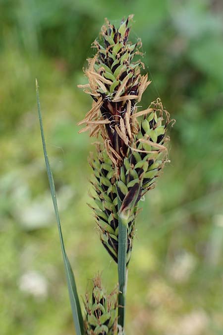 Carex buxbaumii \ Buxbaums Segge / Buxbaum's Sedge, D Pfalz, Speyer 20.5.2023