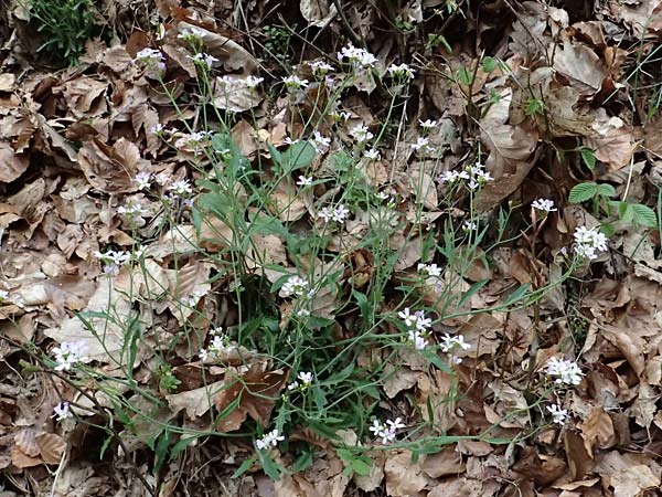 Arabidopsis arenosa subsp. borbasii \ Barbas' Sand-Schaumkresse / Borbas' Sand Rock-Cress, D Eußerthal 5.4.2024