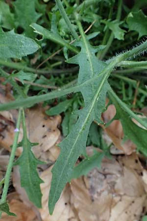 Arabidopsis arenosa subsp. borbasii \ Barbas' Sand-Schaumkresse / Borbas' Sand Rock-Cress, D Eußerthal 5.4.2024