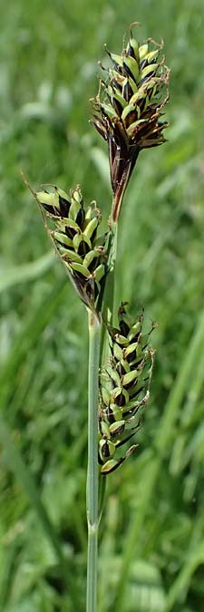 Carex buxbaumii \ Buxbaums Segge / Buxbaum's Sedge, D Pfalz, Speyer 9.5.2024