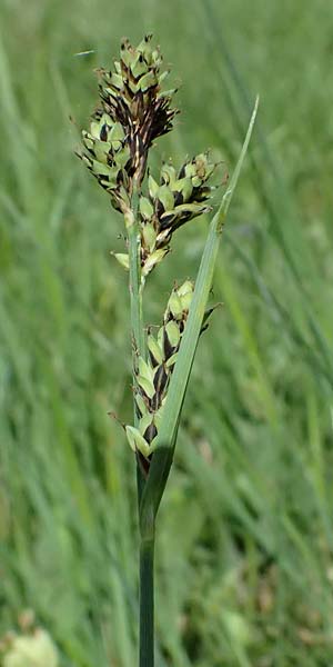 Carex buxbaumii \ Buxbaums Segge / Buxbaum's Sedge, D Pfalz, Speyer 9.5.2024