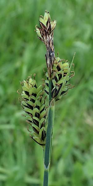 Carex buxbaumii \ Buxbaums Segge / Buxbaum's Sedge, D Pfalz, Speyer 9.5.2024