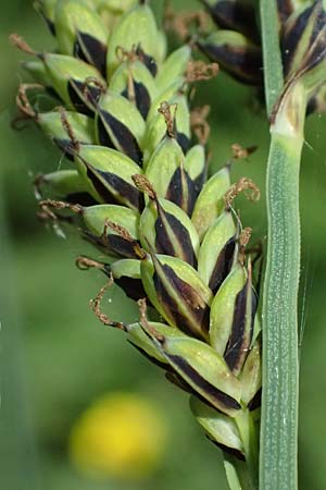 Carex buxbaumii \ Buxbaums Segge / Buxbaum's Sedge, D Pfalz, Speyer 9.5.2024