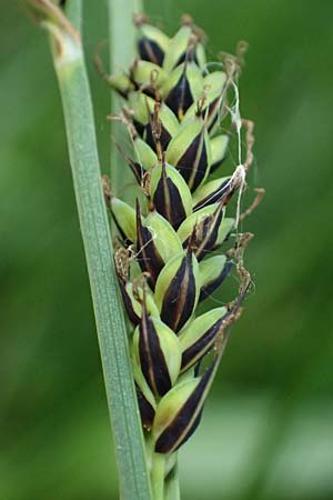Carex buxbaumii \ Buxbaums Segge / Buxbaum's Sedge, D Pfalz, Speyer 9.5.2024
