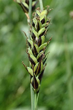 Carex buxbaumii \ Buxbaums Segge / Buxbaum's Sedge, D Pfalz, Speyer 9.5.2024