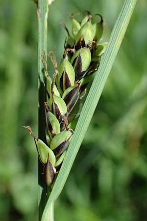 Carex buxbaumii \ Buxbaums Segge / Buxbaum's Sedge, D Pfalz, Speyer 9.5.2024