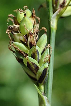 Carex buxbaumii \ Buxbaums Segge / Buxbaum's Sedge, D Pfalz, Speyer 9.5.2024