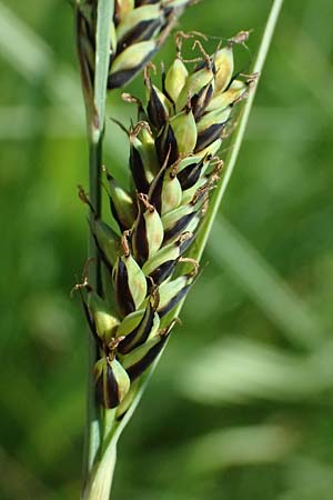 Carex buxbaumii \ Buxbaums Segge / Buxbaum's Sedge, D Pfalz, Speyer 9.5.2024
