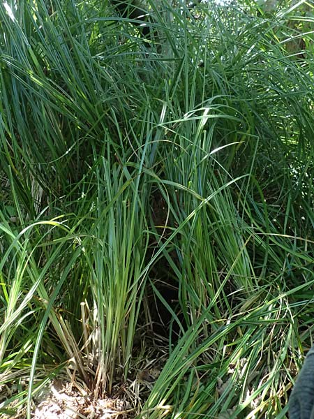 Carex buekii \ Banater Segge, Bueks Segge / Buek's Sedge, D Regen 12.8.2024