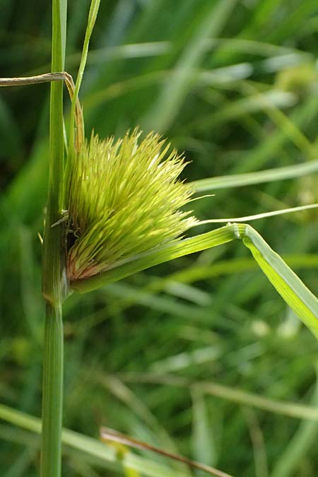 Carex bohemica \ Bhmische Segge / Bohemian Sedge, D Bad Wurzach 31.10.2025