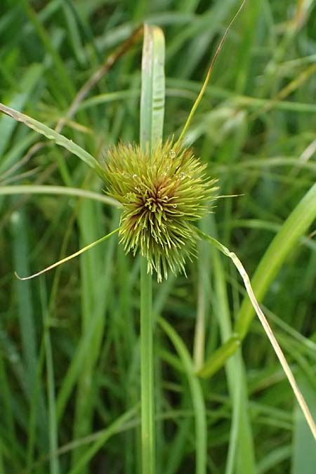 Carex bohemica \ Bhmische Segge / Bohemian Sedge, D Bad Wurzach 31.10.2025