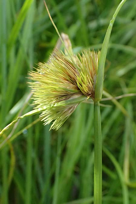 Carex bohemica \ Bhmische Segge / Bohemian Sedge, D Bad Wurzach 31.10.2025