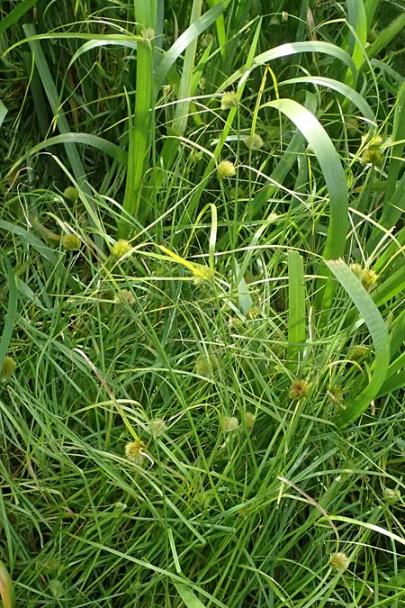 Carex bohemica \ Bhmische Segge / Bohemian Sedge, D Bad Wurzach 31.10.2025