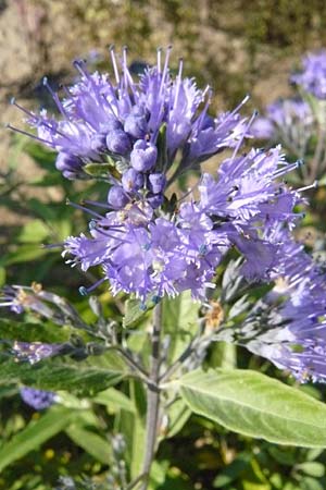 Caryopteris x clandonensis \ Clandon-Bartblume / Clandon Bluebeard, Blue Mist Spiraea, D Reilingen 22.9.2007