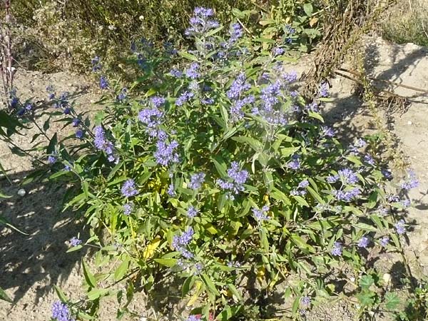Caryopteris x clandonensis \ Clandon-Bartblume / Clandon Bluebeard, Blue Mist Spiraea, D Reilingen 22.9.2007