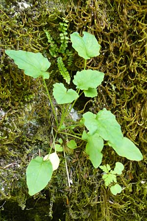 Campanula rotundifolia \ Rundblttrige Glockenblume / Harebell, D Beuron 11.7.2015