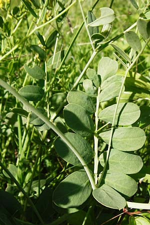 Coronilla coronata \ Berg-Kronwicke / Scorpion Vetch, D Eningen unter Achalm 2.6.2015