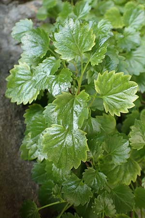 Campanula cochlearifolia \ Kleine Glockenblume / Fairy's Thimble, D Schwenningen (Schwäb. Alb) 26.7.2015