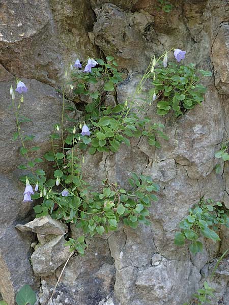 Campanula cochlearifolia \ Kleine Glockenblume / Fairy's Thimble, D Schwenningen (Schwäb. Alb) 26.7.2015