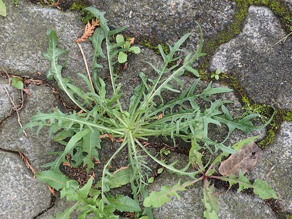 Crepis capillaris \ Kleinkpfiger Pippau, Kleinbltiger Pippau / Smooth Hawk's-Beard, D Lützelbach 25.6.2016