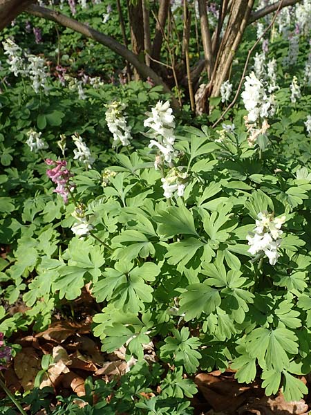 Corydalis cava \ Hohler Lerchensporn / Hollow-Root, D Frankfurt-Rödelheim 25.3.2017