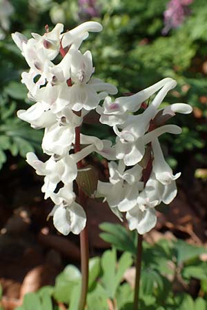 Corydalis cava \ Hohler Lerchensporn / Hollow-Root, D Frankfurt-Rödelheim 25.3.2017