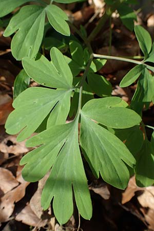 Corydalis cava \ Hohler Lerchensporn / Hollow-Root, D Frankfurt-Rödelheim 25.3.2017