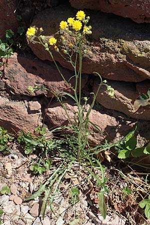 Crepis capillaris \ Kleinkpfiger Pippau, Kleinbltiger Pippau / Smooth Hawk's-Beard, D Klingenberg am Main 24.6.2017