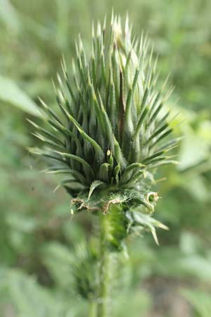 Carduus crispus \ Krause Distel / Welted Thistle, D Mannheim 5.8.2017
