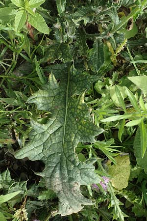 Carduus crispus \ Krause Distel / Welted Thistle, D Mannheim 5.8.2017