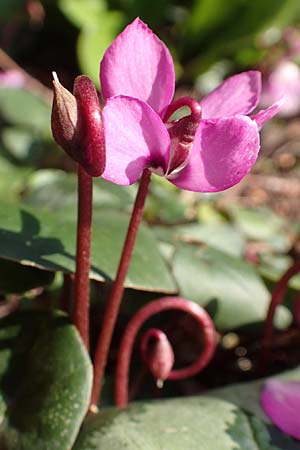 Cyclamen coum \ Vorfrhlings-Alpenveilchen / Eastern Sowbread, D Weinheim an der Bergstraße, Botan. Gar.  Hermannshof 14.3.2018