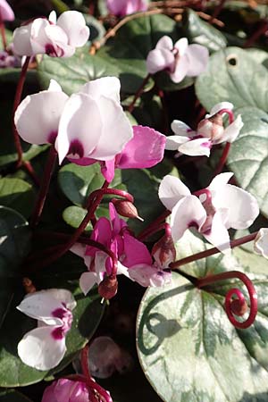 Cyclamen coum \ Vorfrhlings-Alpenveilchen / Eastern Sowbread, D Weinheim an der Bergstraße, Botan. Gar.  Hermannshof 14.3.2018