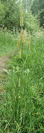 Cynosurus cristatus \ Wiesen-Kammgras / Crested Dogstail, D Drover Heide 13.6.2018