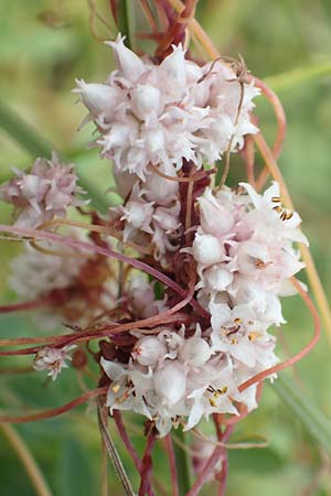 Cuscuta epithymum \ Quendel-Seide, D Grünstadt-Asselheim 16.6.2018