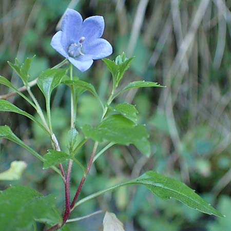 Campanula cochlearifolia \ Kleine Glockenblume / Fairy's Thimble, D Beuron 27.6.2018