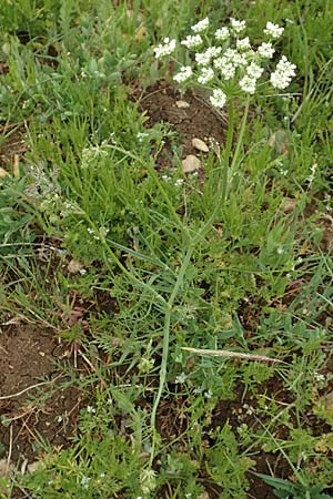 Bunium bulbocastanum \ Gewhnliche Erdkastanie, Knollen-Kmmel / Great Pignut, D Neuleiningen 25.5.2020