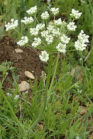 Bunium bulbocastanum \ Gewhnliche Erdkastanie, Knollen-Kmmel / Great Pignut, D Neuleiningen 25.5.2020