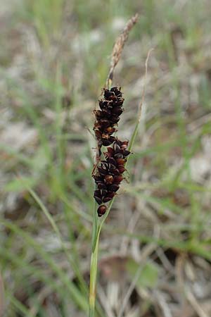 Carex flacca \ Blaugrne Segge / Blue Sedge, Carnation Grass, D Hagen 11.6.2020